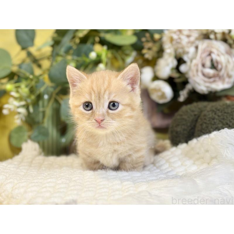 販売中の岐阜県のマンチカン(短足)-137965の8枚目