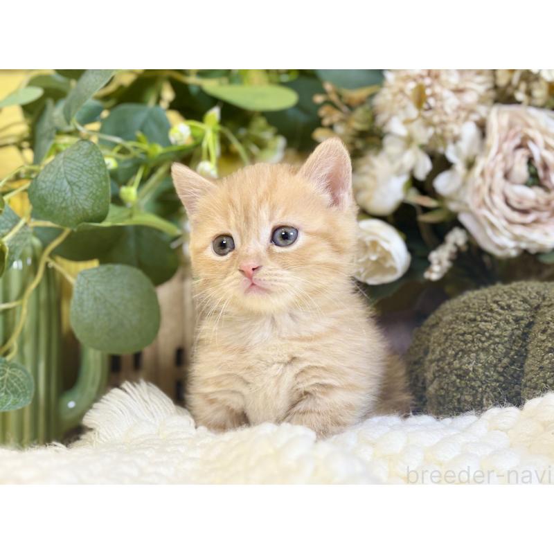 販売中の岐阜県のマンチカン(短足)-137965の7枚目