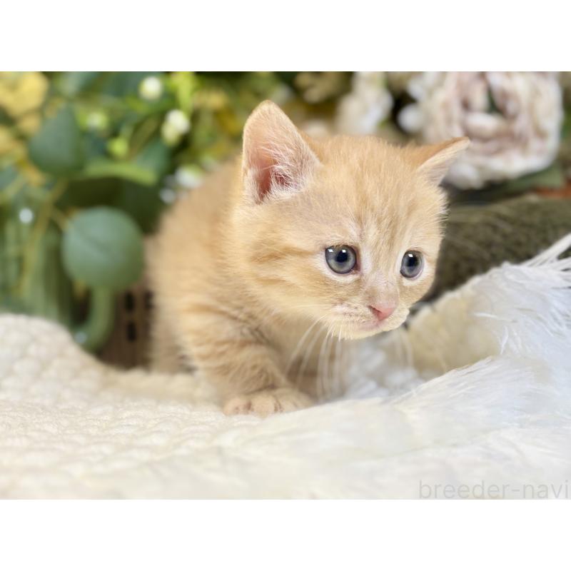 販売中の岐阜県のマンチカン(短足)-137965の6枚目