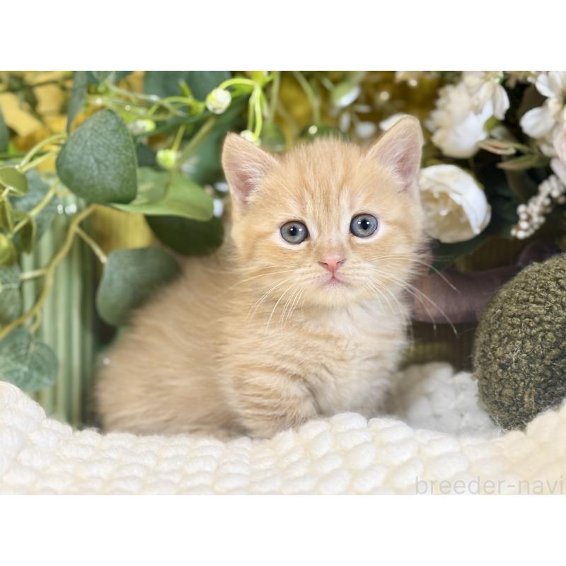 販売中の岐阜県のマンチカン(短足)-137965の4枚目