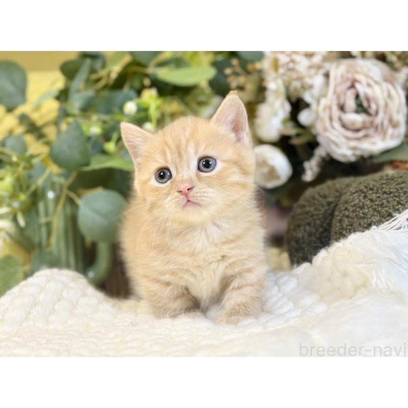 販売中の岐阜県のマンチカン(短足)-137965の3枚目