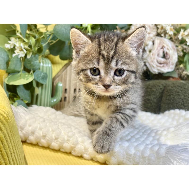 販売中の岐阜県のマンチカン-137960の9枚目