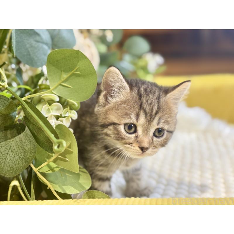 販売中の岐阜県のマンチカン-137960の8枚目