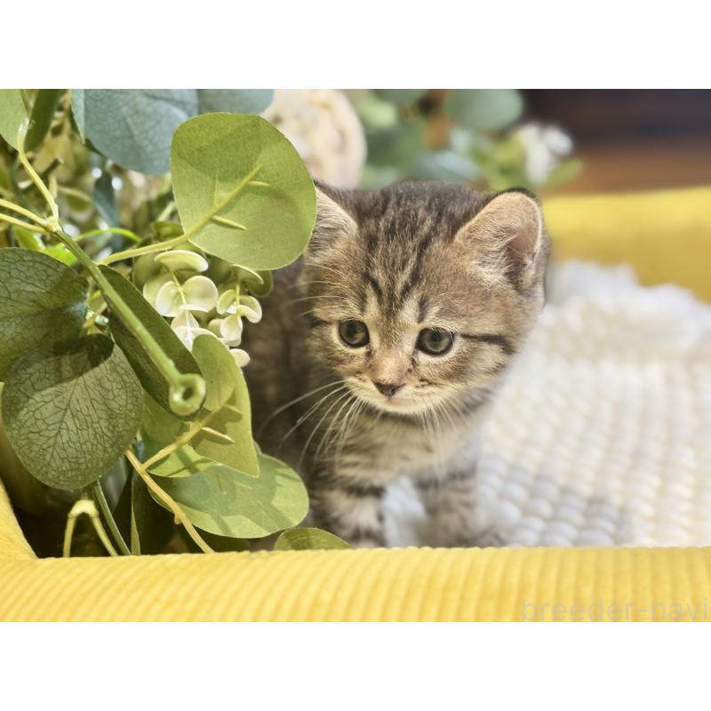 販売中の岐阜県のマンチカン-137960の7枚目