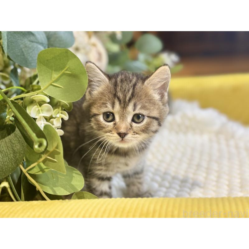 販売中の岐阜県のマンチカン-137960の6枚目