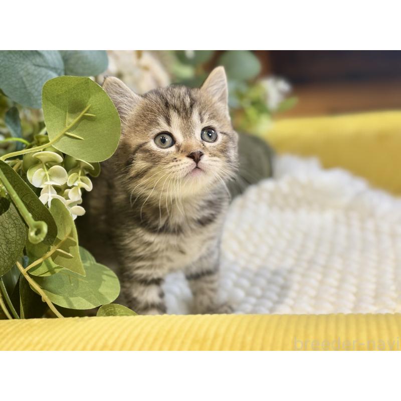 販売中の岐阜県のマンチカン-137960の5枚目