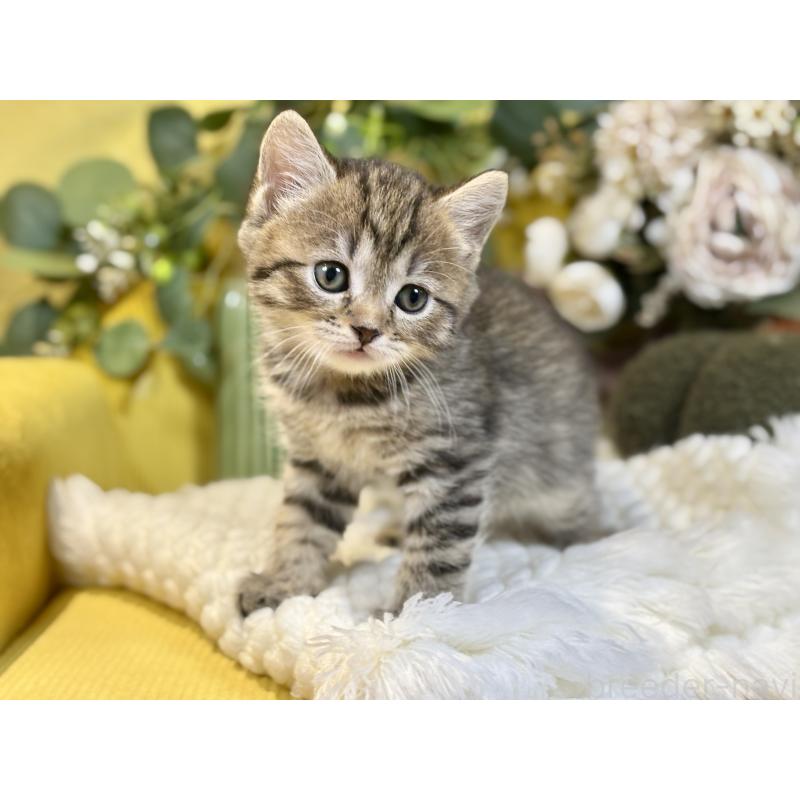 販売中の岐阜県のマンチカン-137960の4枚目