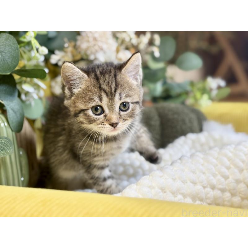 販売中の岐阜県のマンチカン-137960の2枚目