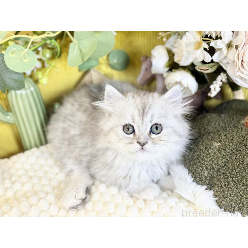 成約済の岐阜県のペルシャ(チンチラ)-137032の7枚目