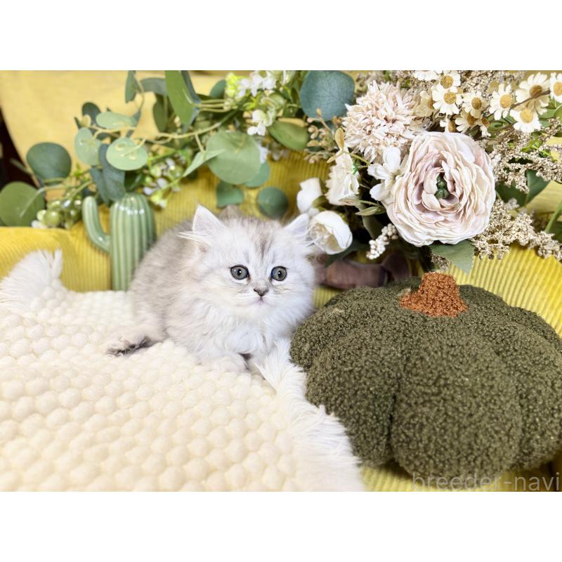 成約済の岐阜県のペルシャ(チンチラ)-137032の6枚目