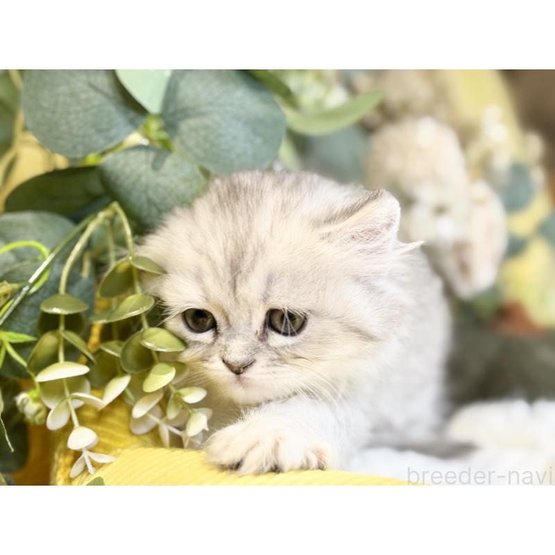 成約済の岐阜県のペルシャ(チンチラ)-137032の5枚目