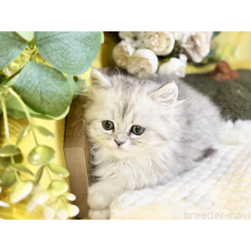 成約済の岐阜県のペルシャ(チンチラ)-137032の4枚目