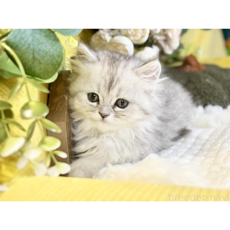 成約済の岐阜県のペルシャ(チンチラ)-137032の3枚目