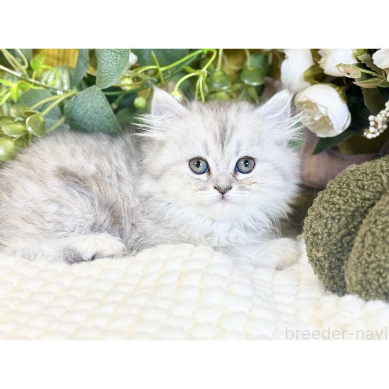 成約済の岐阜県のペルシャ(チンチラ)-137032の2枚目