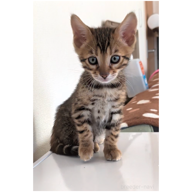 販売中の埼玉県のベンガル-139251の10枚目