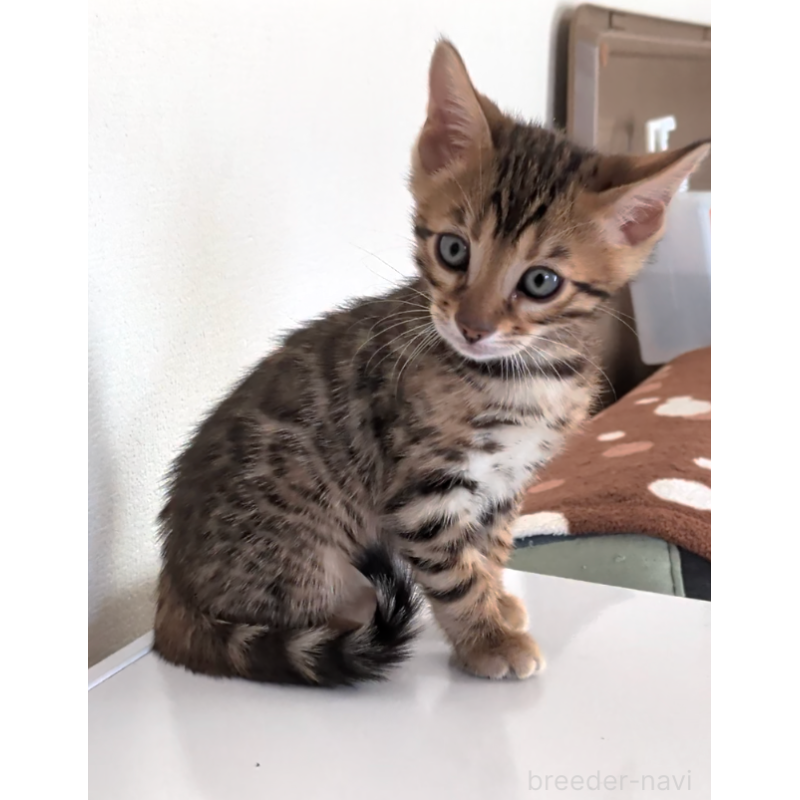 販売中の埼玉県のベンガル-139251の9枚目