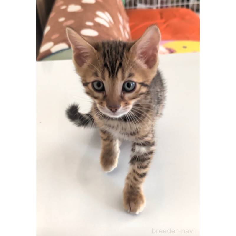 販売中の埼玉県のベンガル-139251の8枚目