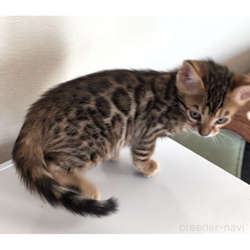 販売中の埼玉県のベンガル-139251の7枚目