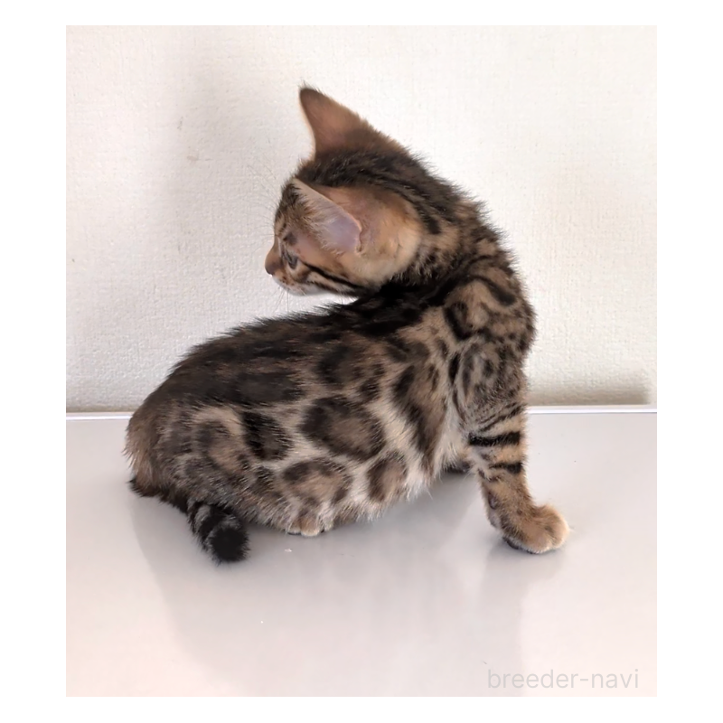 販売中の埼玉県のベンガル-139251の4枚目