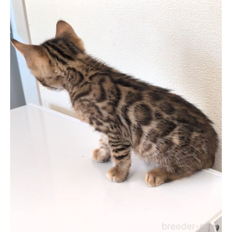 販売中の埼玉県のベンガル-139251の3枚目