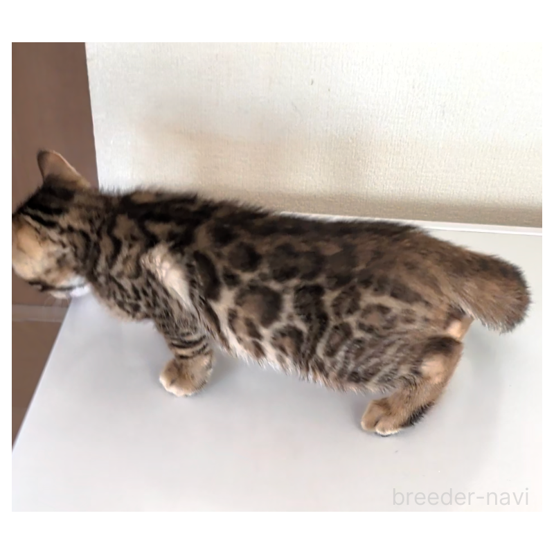 販売中の埼玉県のベンガル-139251の2枚目