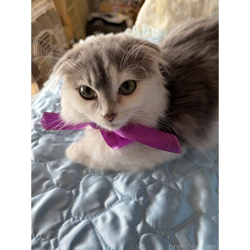 販売中の神奈川県のスコティッシュフォールド(折れ耳)-134202の2枚目