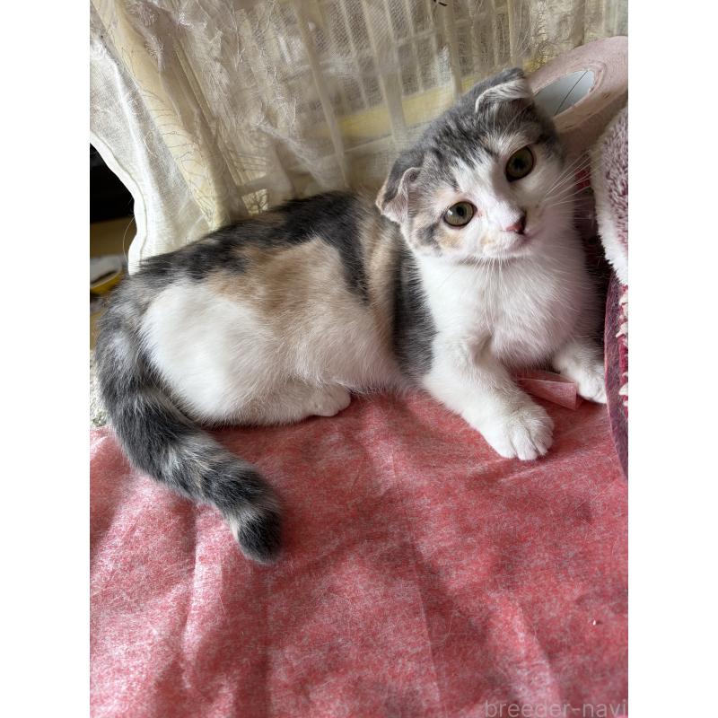 販売中の神奈川県のスコティッシュフォールド(折れ耳)-134203の6枚目