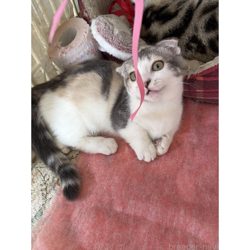 販売中の神奈川県のスコティッシュフォールド(折れ耳)-134203の4枚目