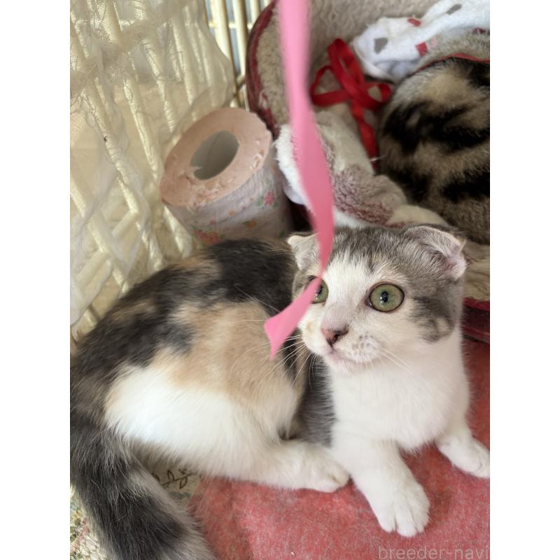 販売中の神奈川県のスコティッシュフォールド(折れ耳)-134203の3枚目