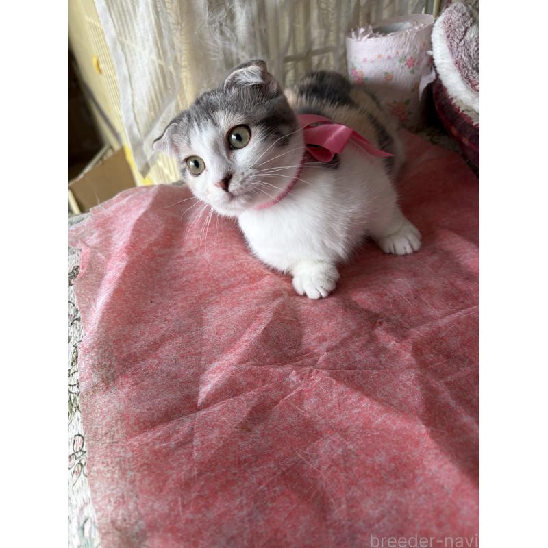 販売中の神奈川県のスコティッシュフォールド(折れ耳)-134203の2枚目
