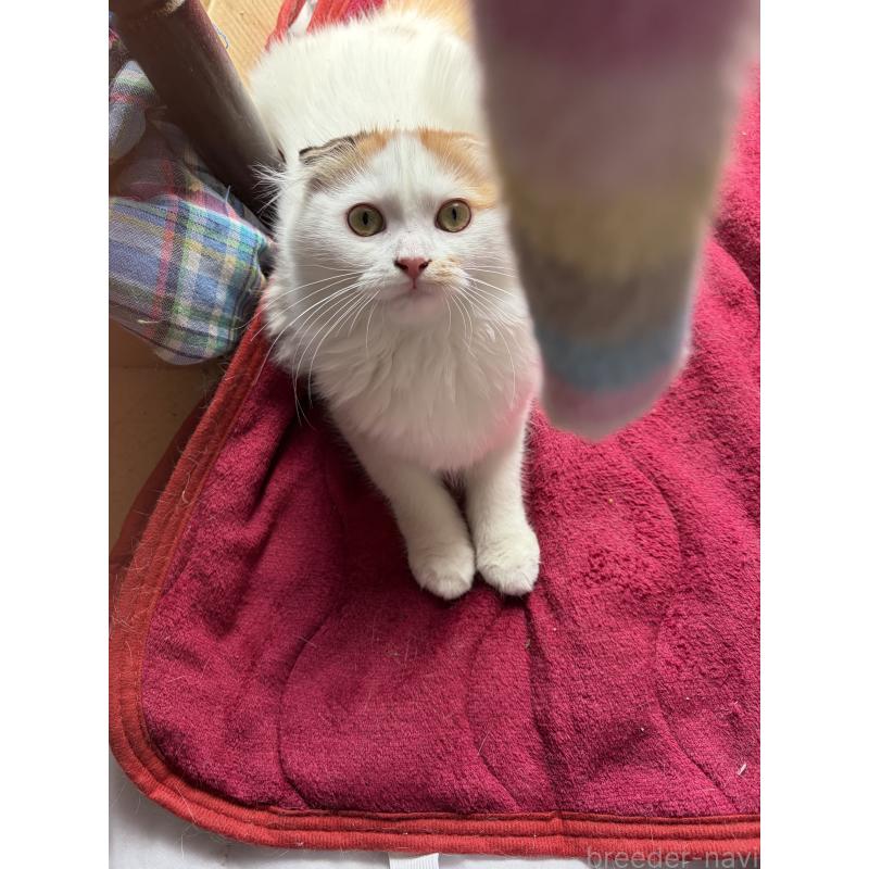 販売中の神奈川県のスコティッシュフォールド(折れ耳)-132865の3枚目