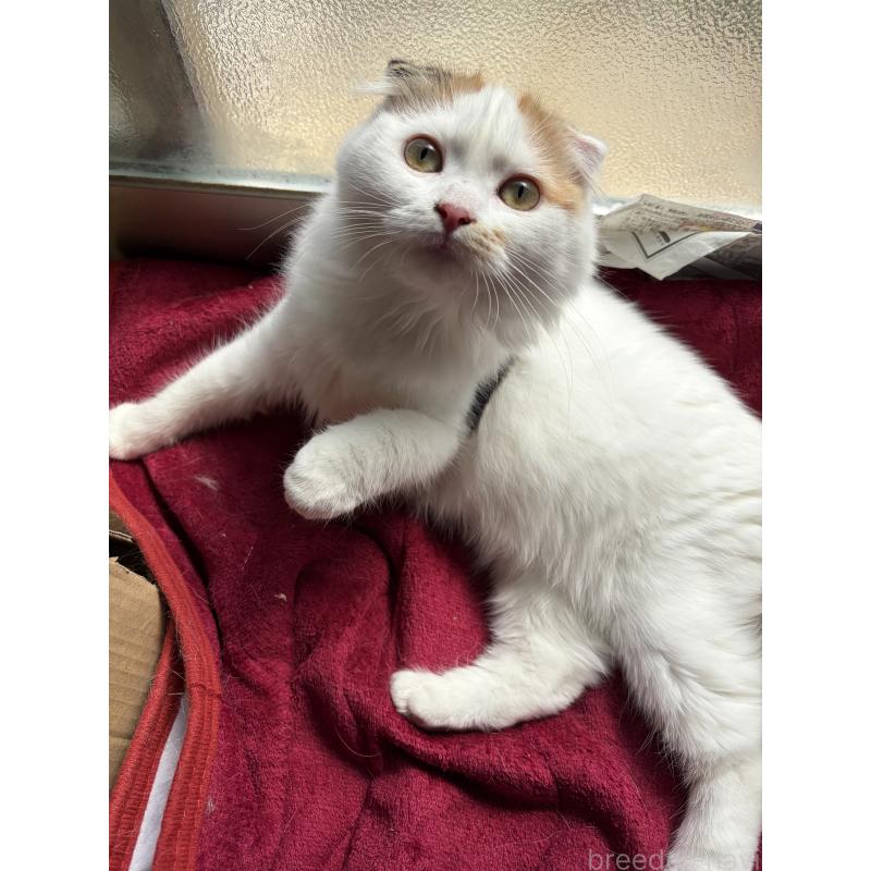販売中の神奈川県のスコティッシュフォールド(折れ耳)-132865の2枚目