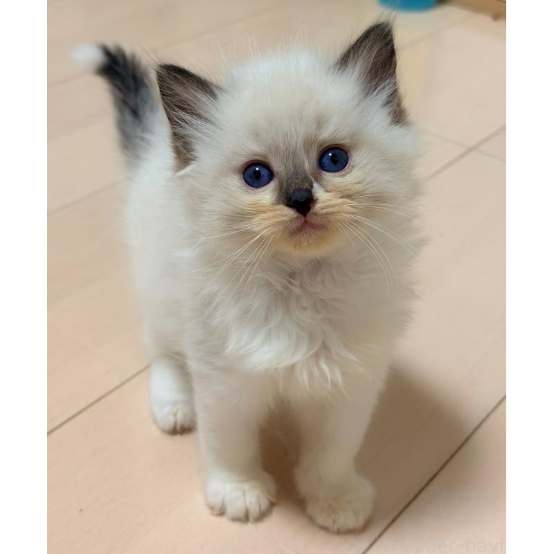 販売中の神奈川県のラグドール-139252