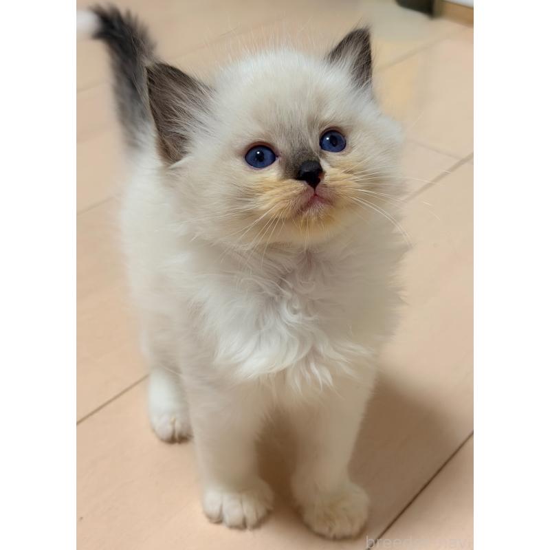 販売中の神奈川県のラグドール-139252の2枚目