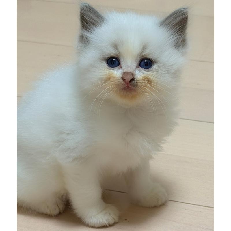 販売中の神奈川県のラグドール-139253の2枚目