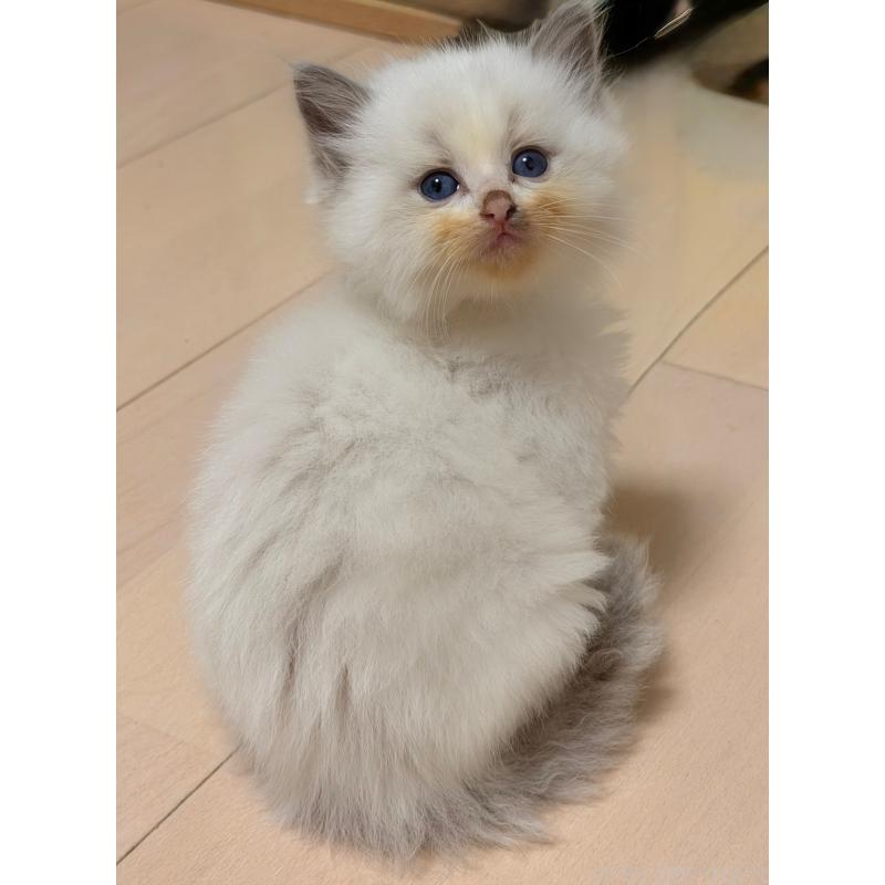 販売中の神奈川県のラグドール-139253の1枚目