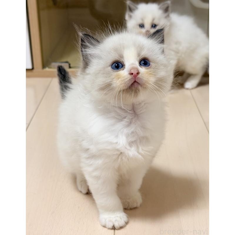 販売中の神奈川県のラグドール-139254