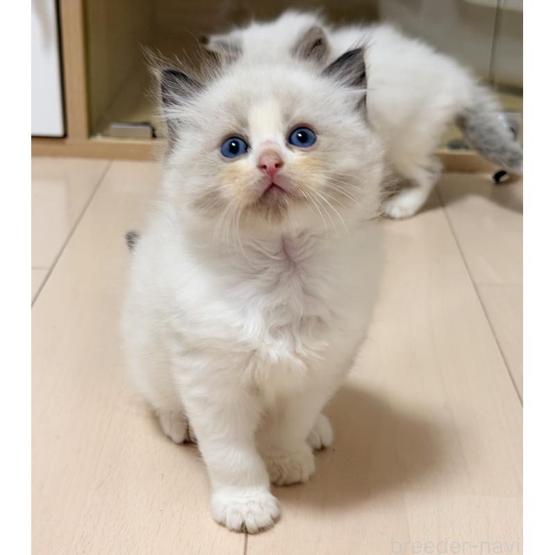 販売中の神奈川県のラグドール-139254の3枚目