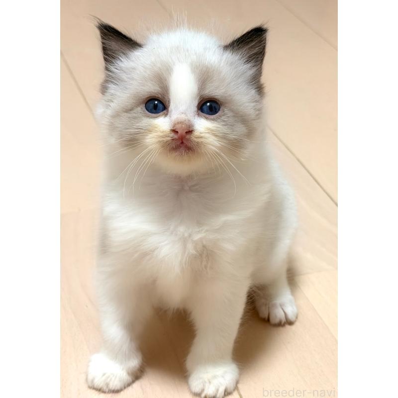 販売中の神奈川県のラグドール-139255の2枚目