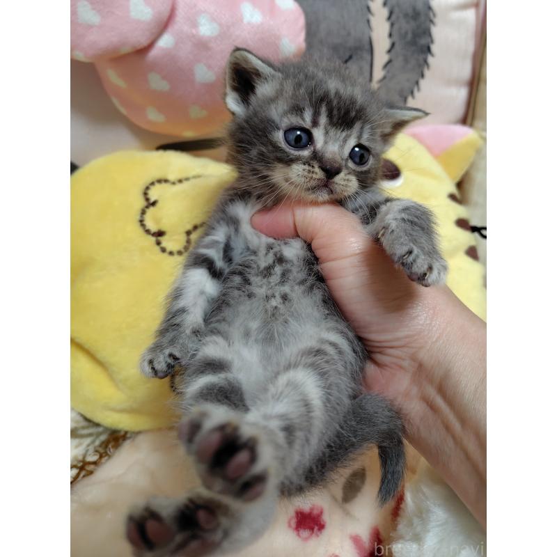 販売中の埼玉県のアメリカンショートヘア-139256の3枚目