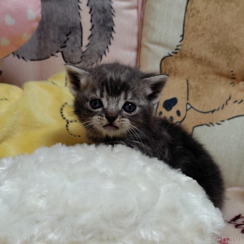 販売中の埼玉県のアメリカンショートヘア-139256の2枚目