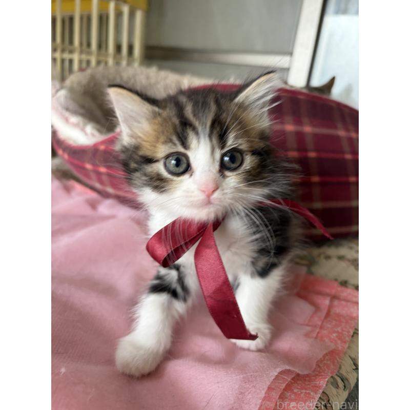 販売中の神奈川県のマンチカン-139258の3枚目