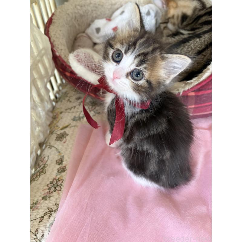 販売中の神奈川県のマンチカン-139258の2枚目