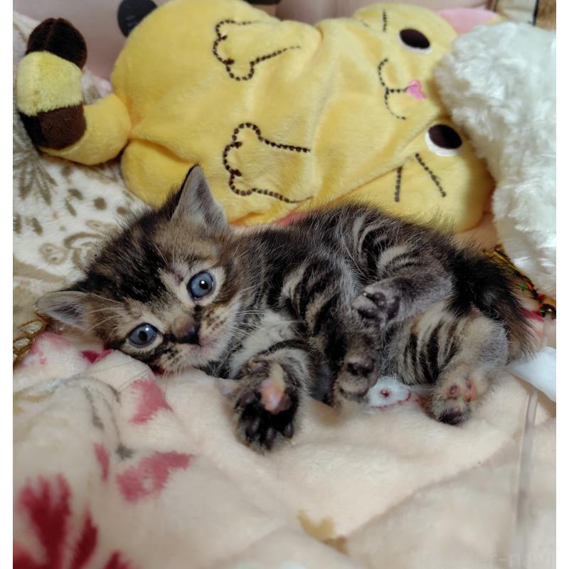 販売中の埼玉県のアメリカンショートヘア-139257の4枚目