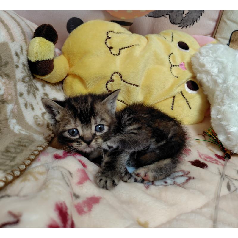 販売中の埼玉県のアメリカンショートヘア-139257の3枚目