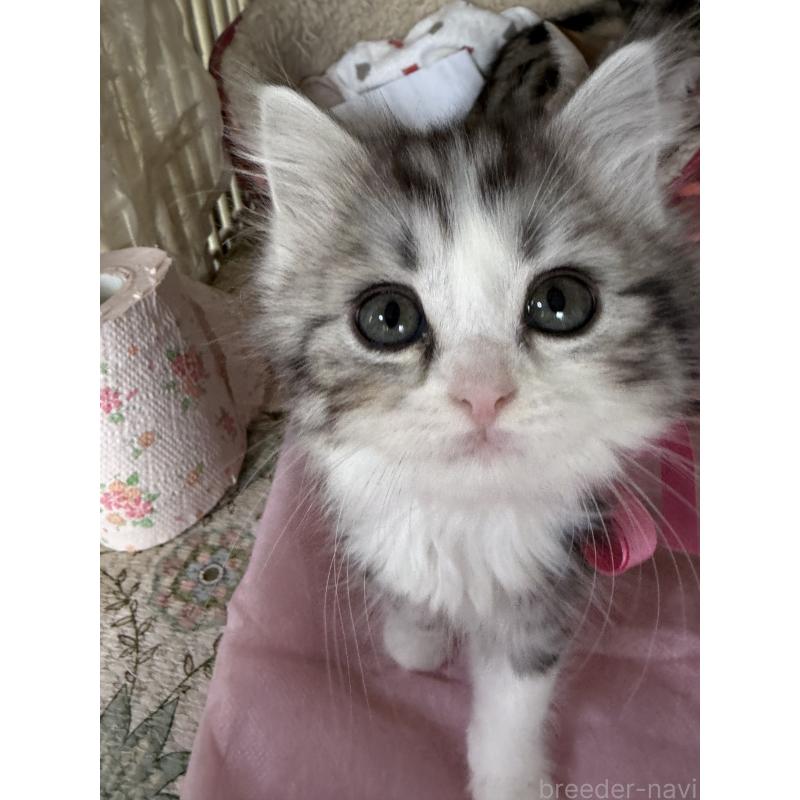 販売中の神奈川県のマンチカン-139259の10枚目