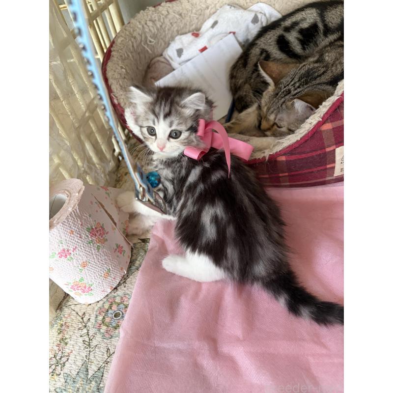 販売中の神奈川県のマンチカン-139259の8枚目