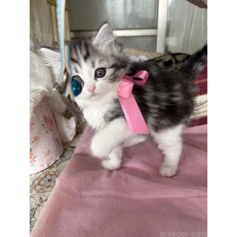 販売中の神奈川県のマンチカン-139259の6枚目