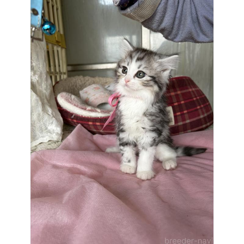 販売中の神奈川県のマンチカン-139259の5枚目