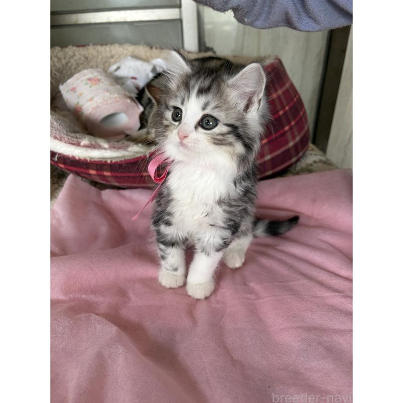 販売中の神奈川県のマンチカン-139259の4枚目